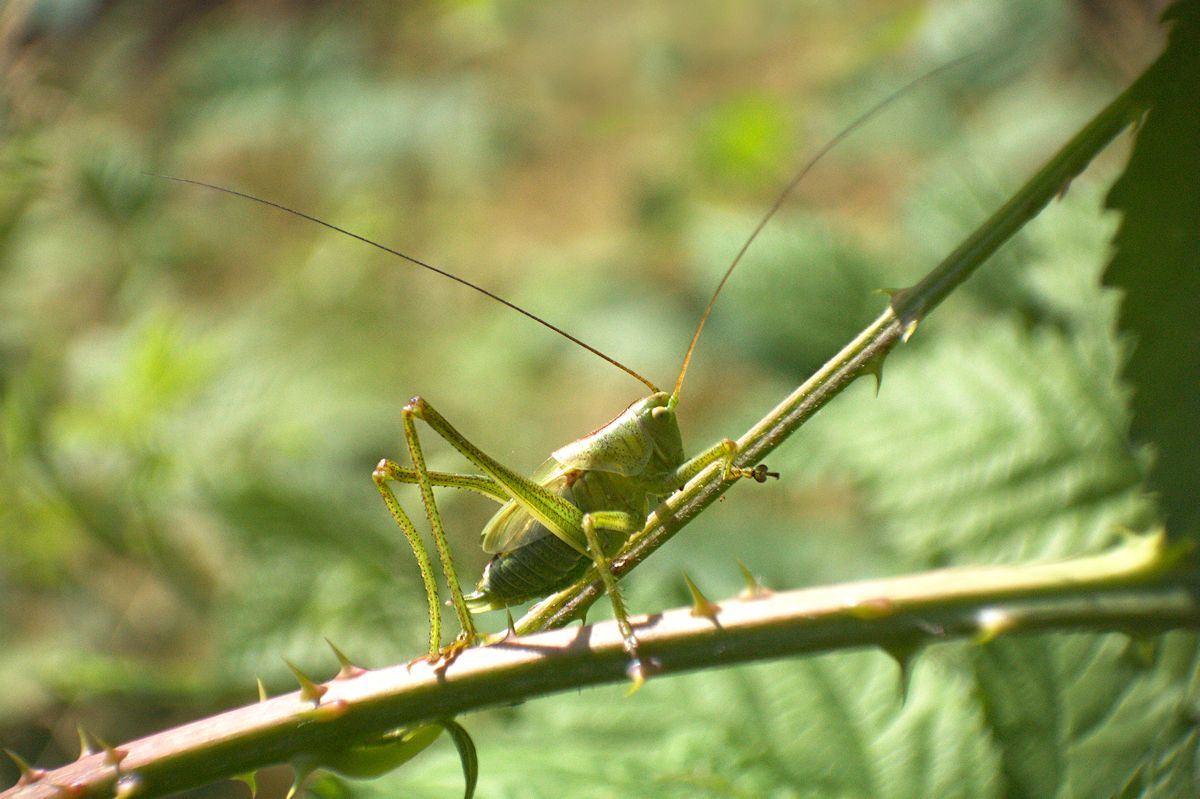 ninfa di tettigonia ?